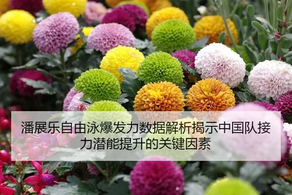 潘展乐自由泳爆发力数据解析揭示中国队接力潜能提升的关键因素